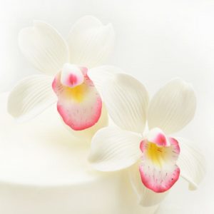 Nicoles Zuckerwerk Feinzucker Blüten Cymbidium Orchid 2er